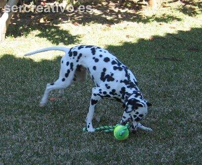 foto de dalmata foto de dalmata