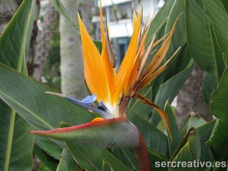 Strelitzia reginae