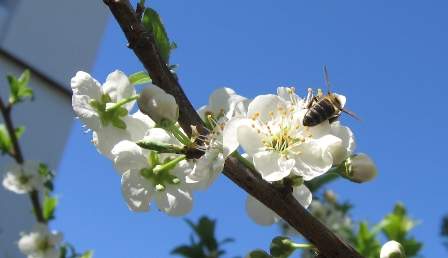 abeja en rama de ciruelo