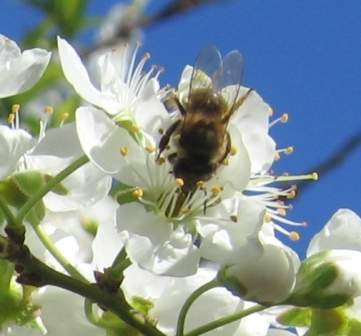 abeja en flor de ciruelo