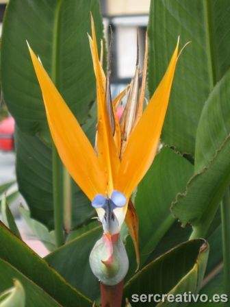 flor ave del paraiso