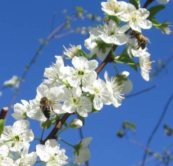 bee on the plum