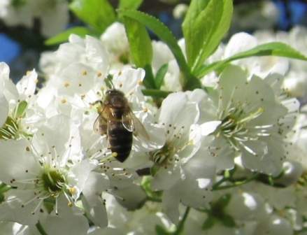 Flor de ciruelo con abeja